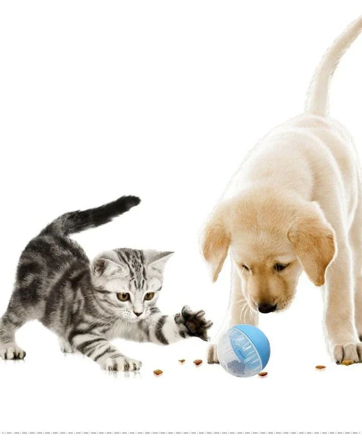 Pet Toys & Playtime